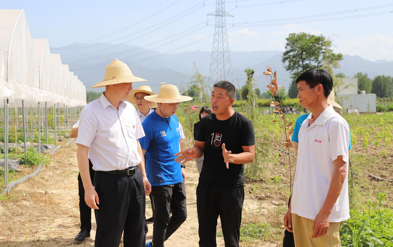 王涛深入高新区九峰镇3个村 调研“百企帮百村”帮扶事情 -  bevictor伟德官网